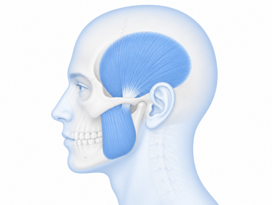 Diagram of the jaw muscles targeted by trigger point injections for TMJ disorders